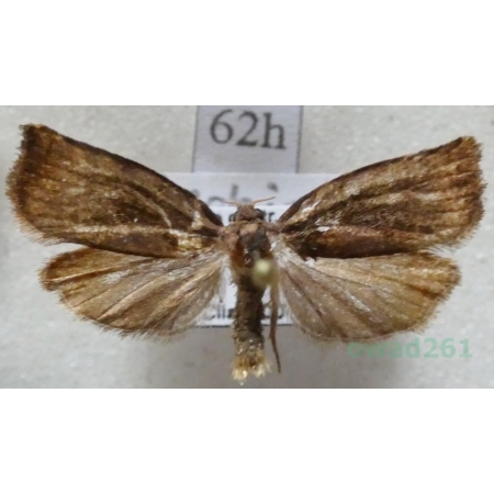 Archips podana (Scopoli, 1763) Zwójka rdzaweczka Czech62h